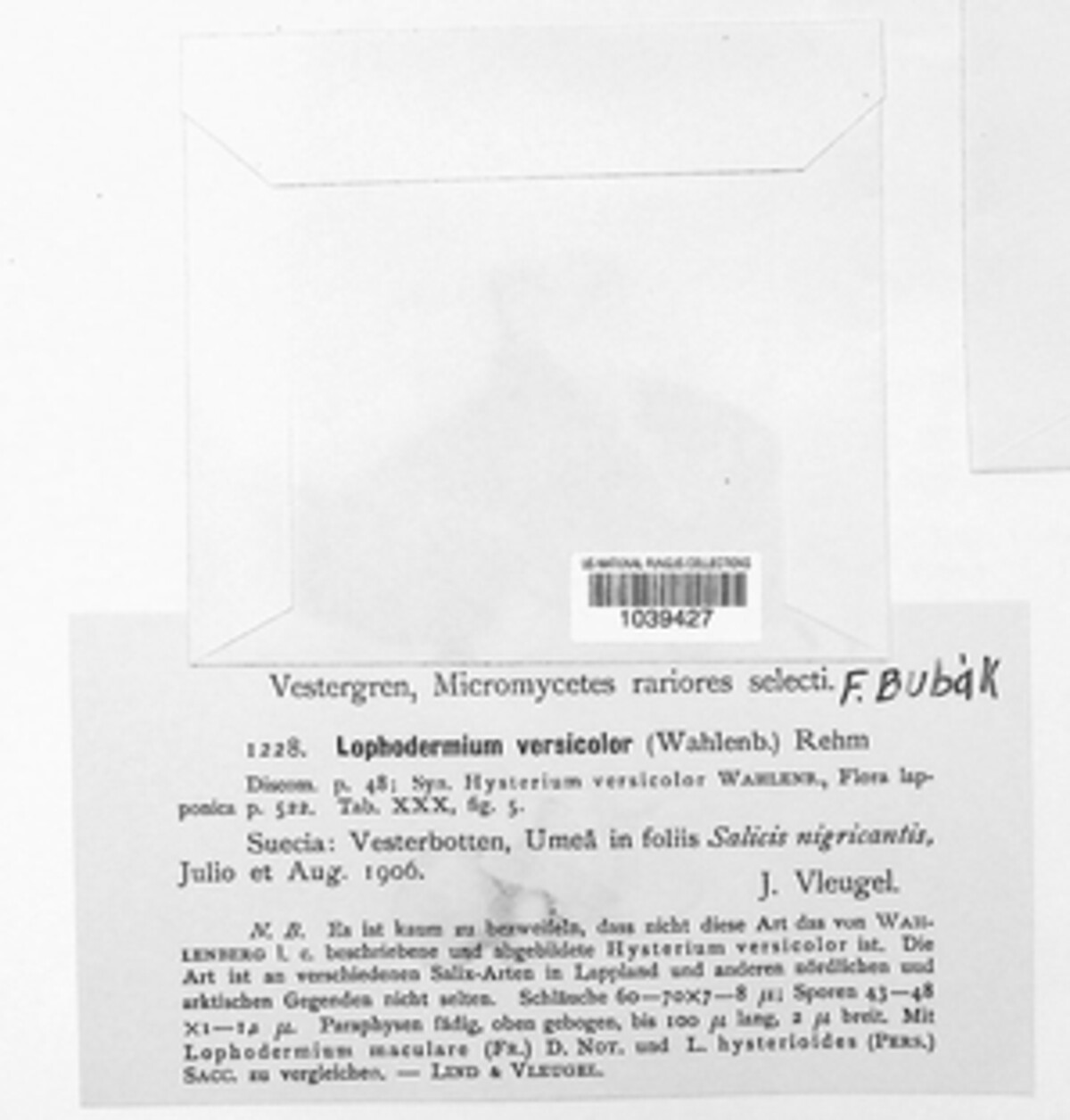 Lophodermium versicolor image